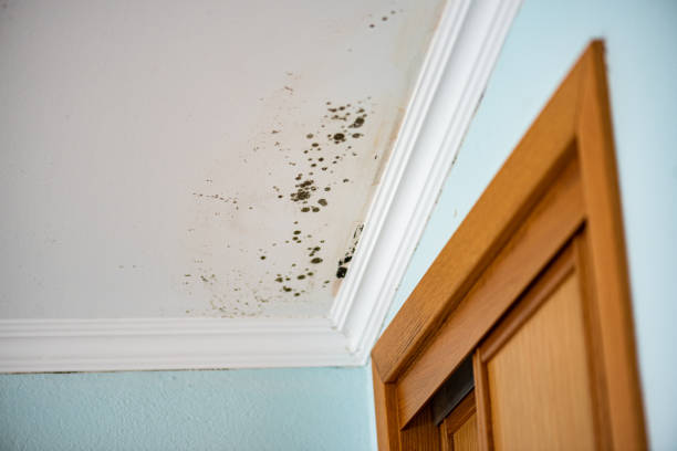 Best Black Mold Removal  in Temple City, CA