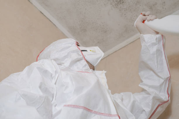 Best Mold Damage Repair  in Temple City, CA