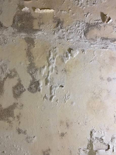 Best Affordable Mold Removal  in Temple City, CA