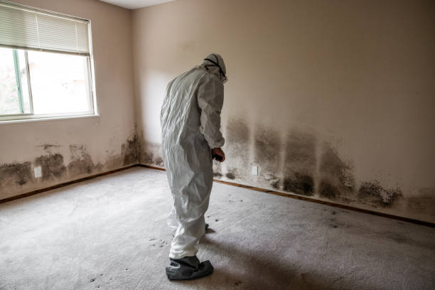 Best Fast Mold Removal  in Temple City, CA