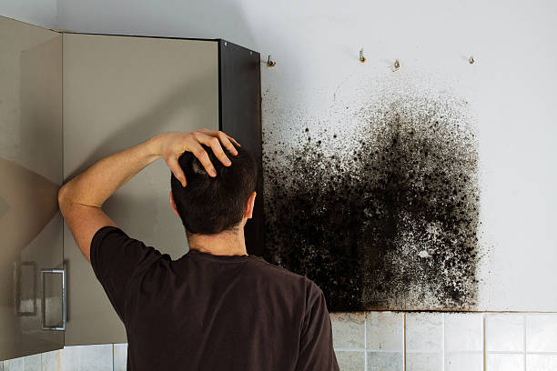 Best Certified Mold Removal  in Temple City, CA