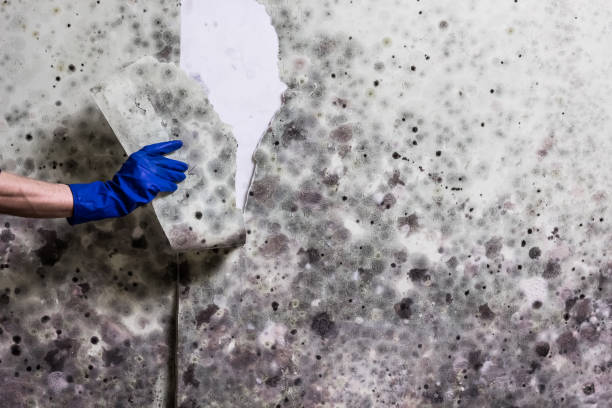 Best Mold Removal Company Near Me  in Temple City, CA
