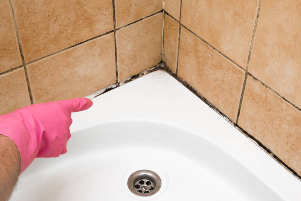 Best Residential Mold Removal  in Temple City, CA